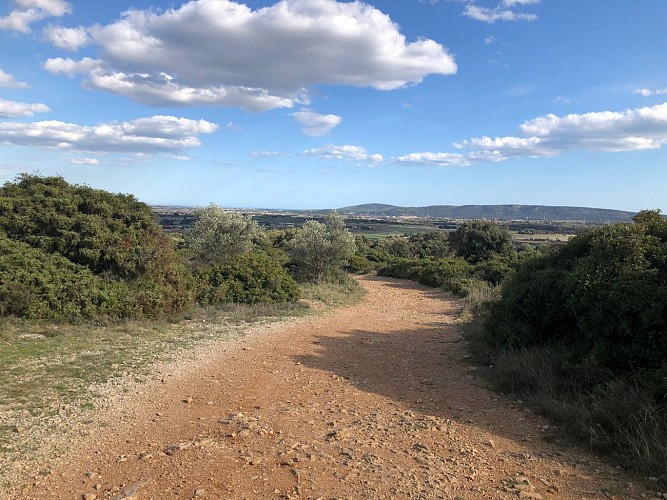 Dans la garrigue de Pignan
