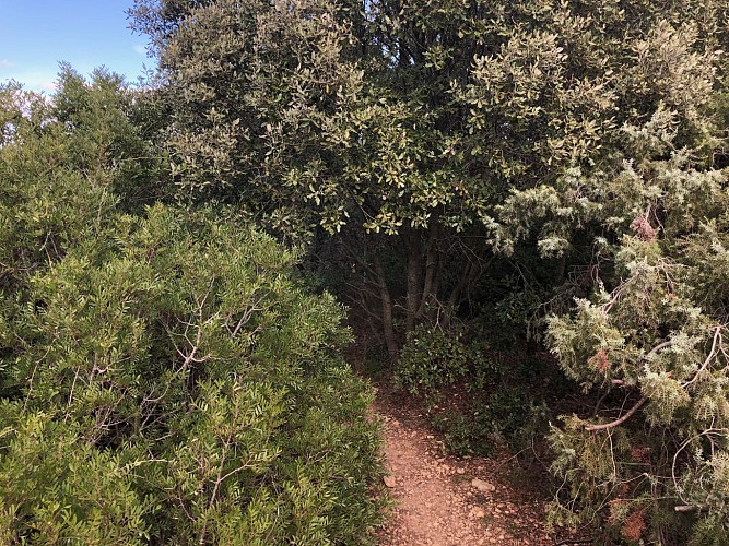 Dans la garrigue de Pignan