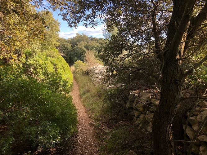 Dans la garrigue de Pignan