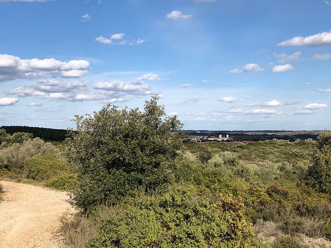 Dans la garrigue de Pignan