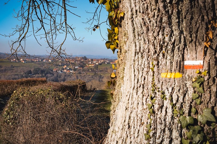 Les châtaigniers 03