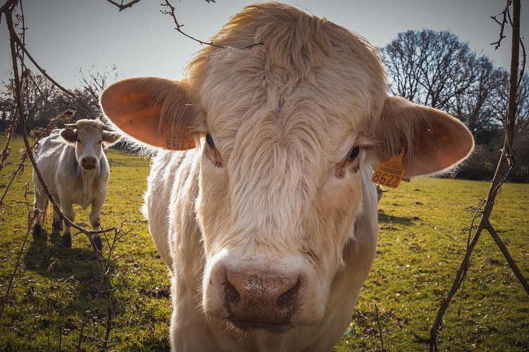 Le bocage de Quinssaines Bis 02