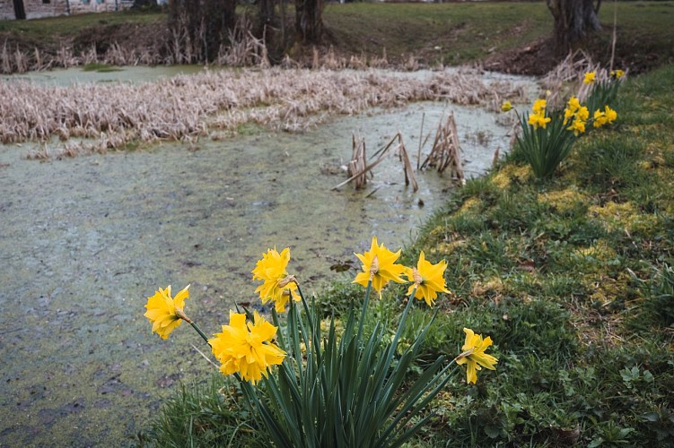 Le bois de Champeaux 02
