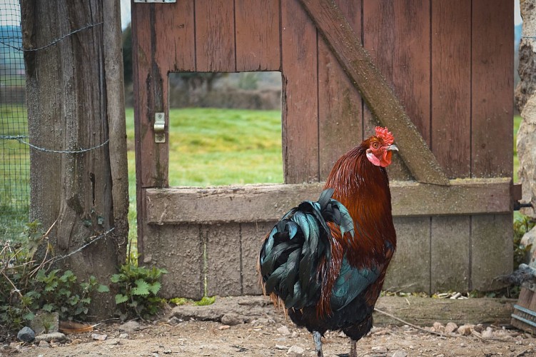 Le bois de Champeaux 03