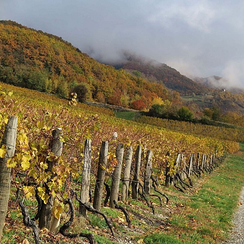 Dans les vignes d'Arbin