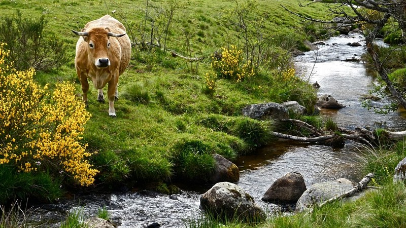 Road trip "Aubrac Cantalien"