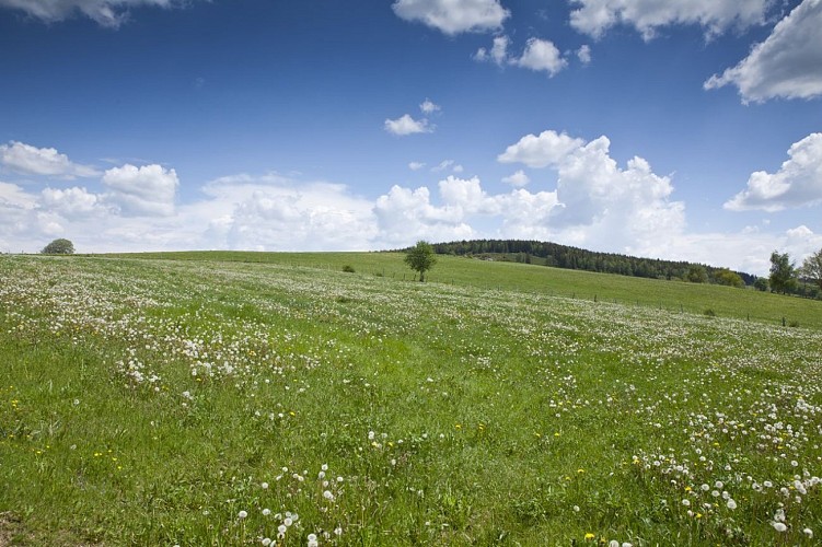 Aubrac cantalien