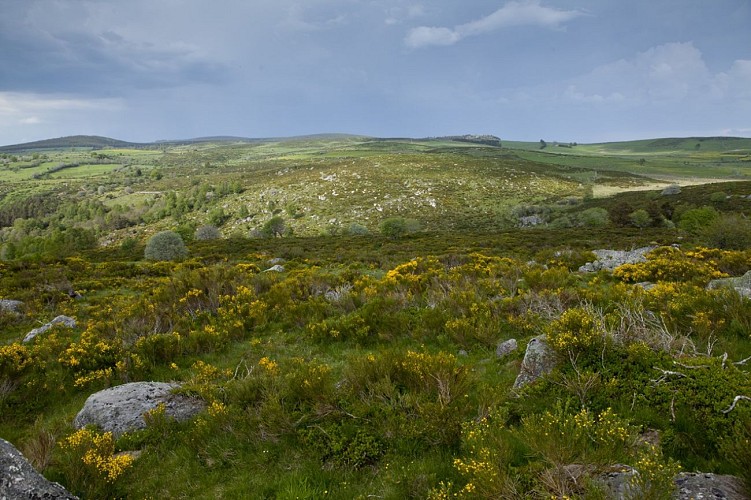 Aubrac cantalien