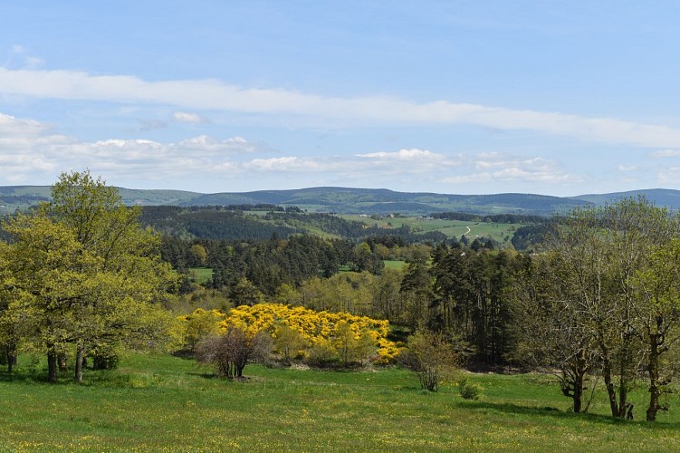 Dans les bois de Margeride-Cantal-Auvergne
