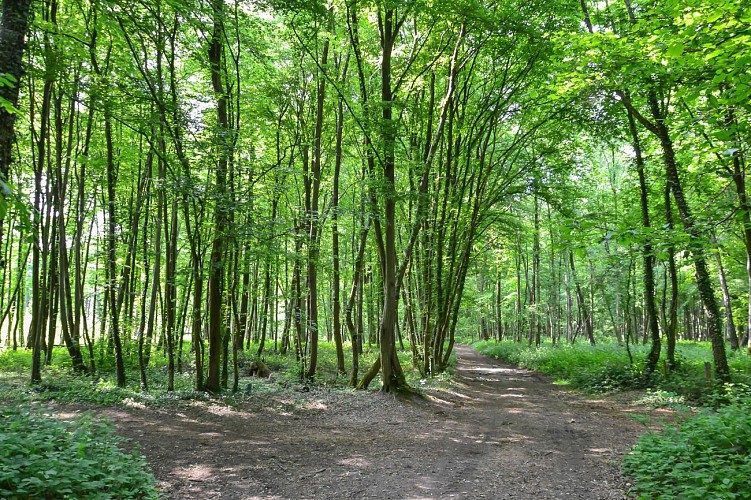 Le parcours nature de Lévignen