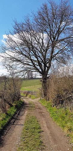 Au départ du Fort, traversez chemins, vignes et lieux-dits de Flémalle