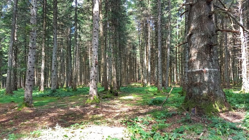 Randonnée les Ivergnes - Montchamp