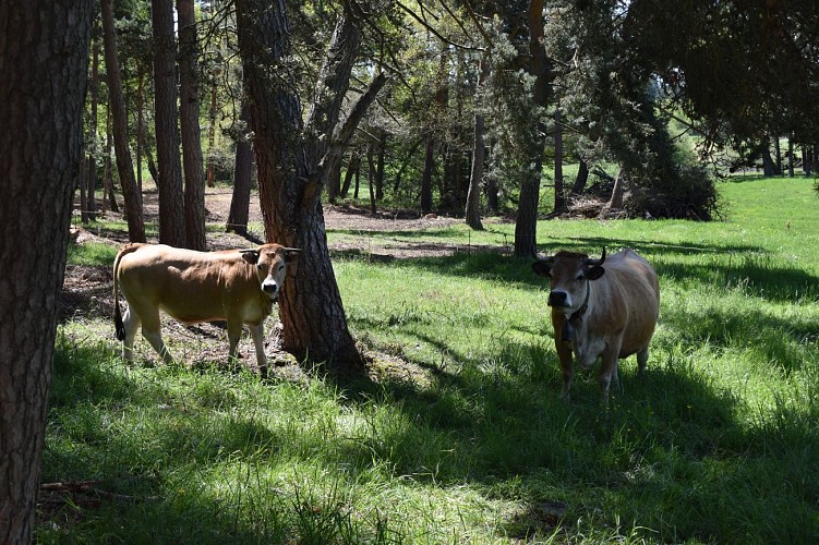 Randonnée La Fromentale - Anglards de Saint-Flour