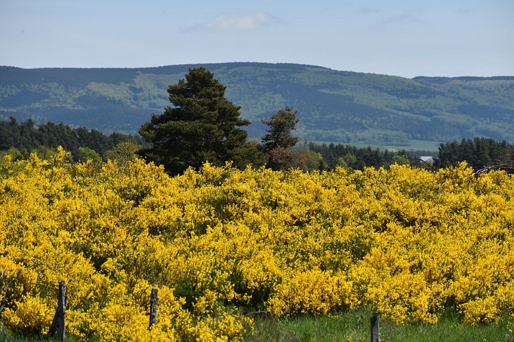 Randonnée La Fromentale - Anglards de Saint-Flour