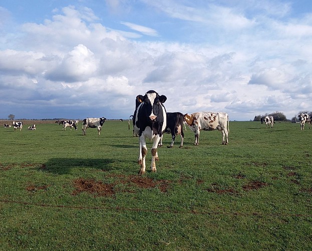 Randonnée les mégalithes sur la planeze de saint-flour