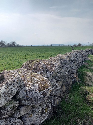 Randonnée les mégalithes sur la planeze de saint-flour