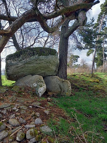 Randonnée les mégalithes sur la planeze de saint-flour