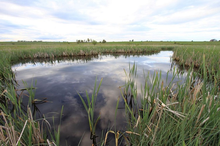 Narse avec eau