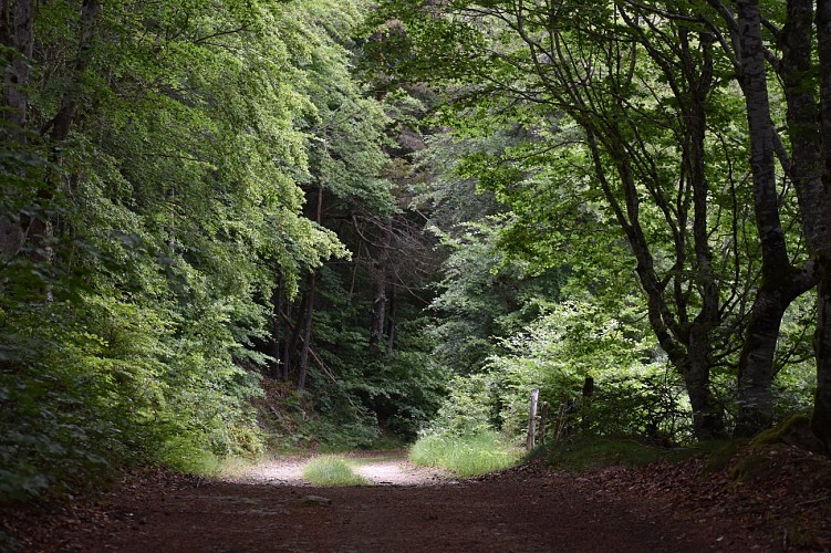 Rando - La Croix de la Paille-Clavières-Margeride-Cantal-Auvergne