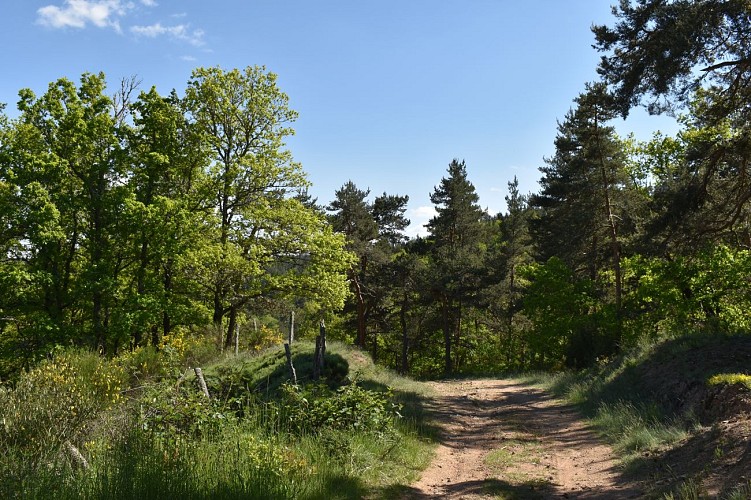 Le Chemin des écoliers de Signalauze-Ruynes-Margeride-Cantal-Auvergne