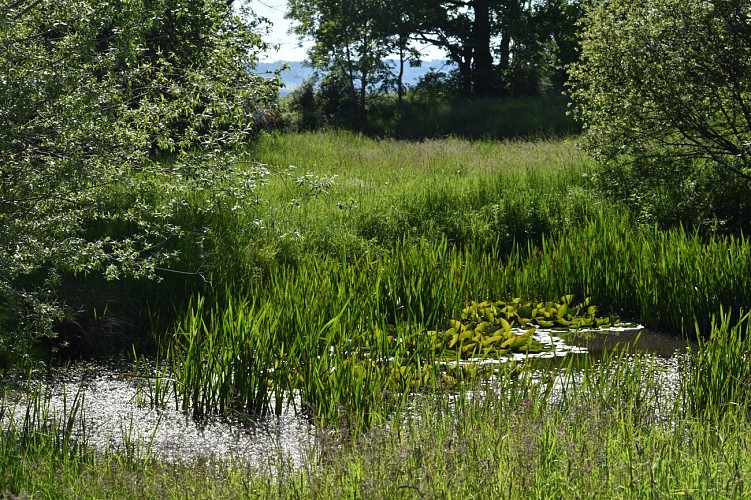 Le Chemin des écoliers de Signalauze-Ruynes-Margeride-Cantal-Auvergne