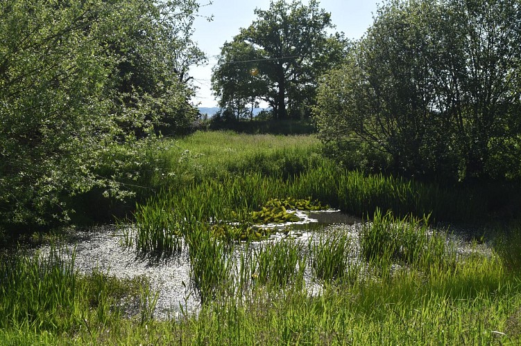 Le Chemin des écoliers de Signalauze-Ruynes-Margeride-Cantal-Auvergne