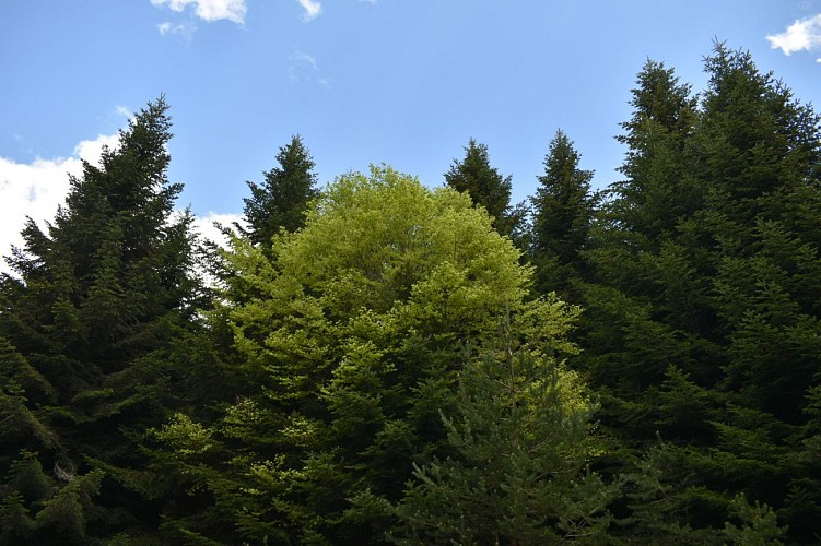 Le Signal-Margeride-Cantal-Auvergne
