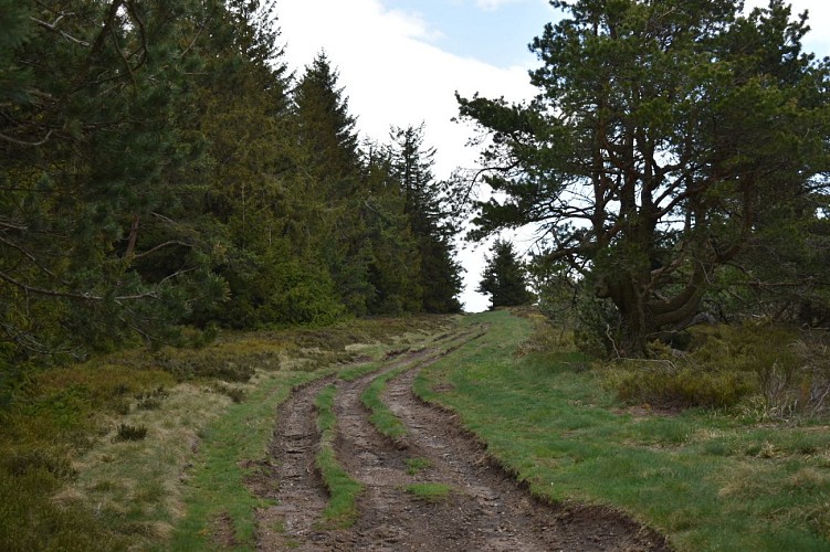 Le Signal-Margeride-Cantal-Auvergne