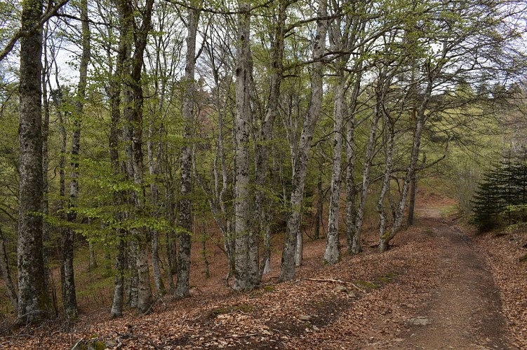 Le Signal-Margeride-Cantal-Auvergne