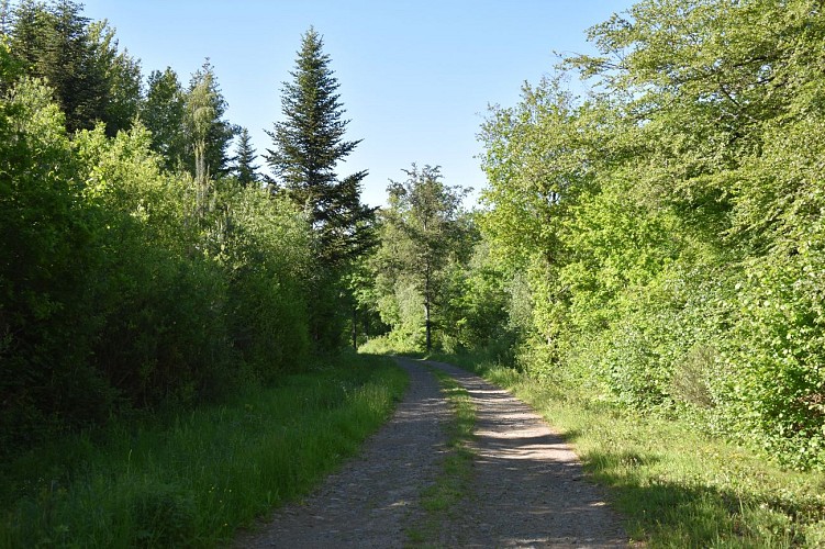 Vabres-Chemin des écoliers-Margeride-Cantal-Auvergne