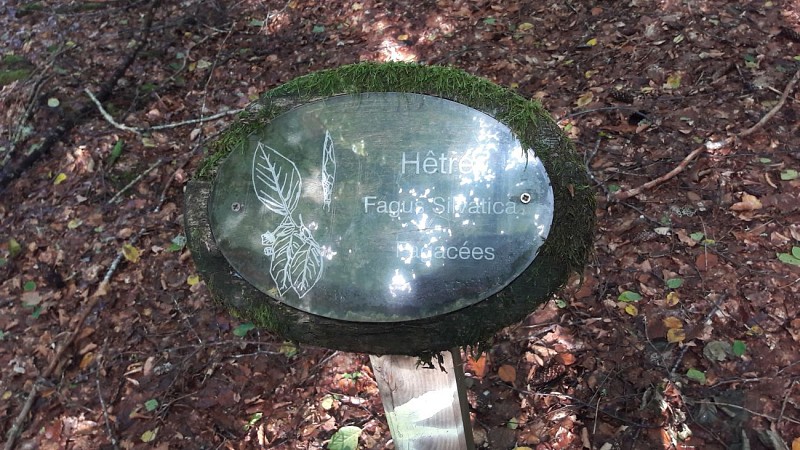 Wanderung Die Alte Römerstrasse - Wald von Chabridet