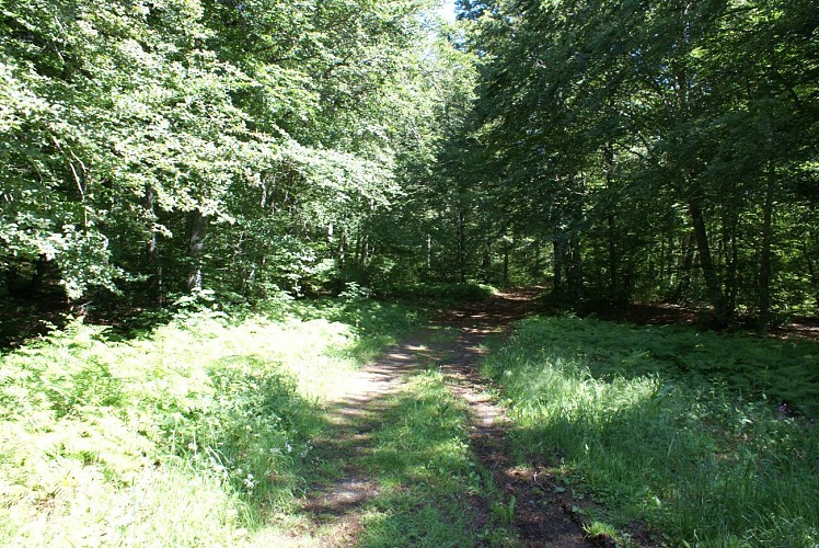 Randonnée Bois des Fros
