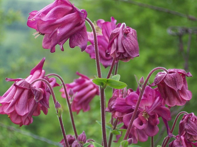 Randonnée Bois des Fros