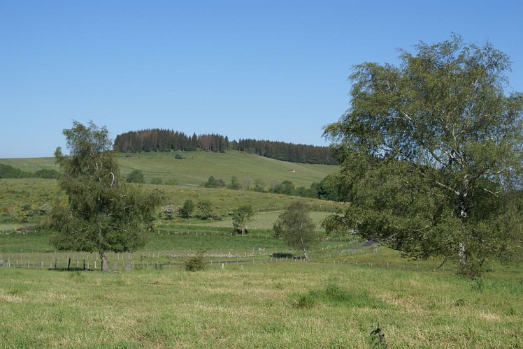 Wanderung Puy d'Assac und Wald von Montrozier