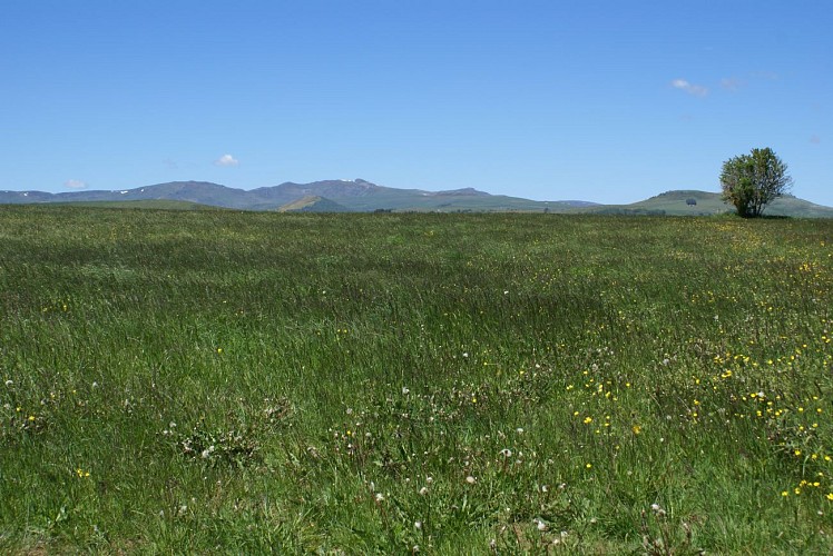 Wanderung Puy d'Assac und Wald von Montrozier