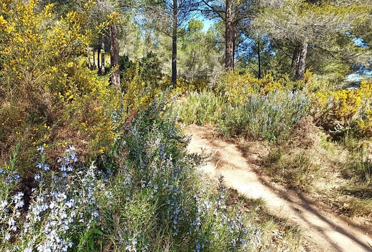 Boucle de Figuerolles_Martigues