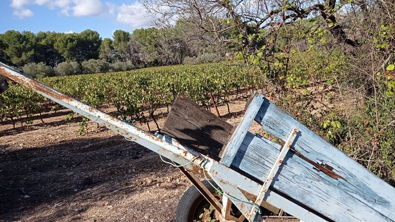 Sentier des vignerons - Boucle des cépages_Martigues
