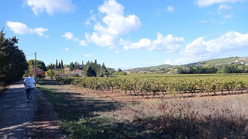 Sentier des vignerons - Boucle des cépages_Martigues
