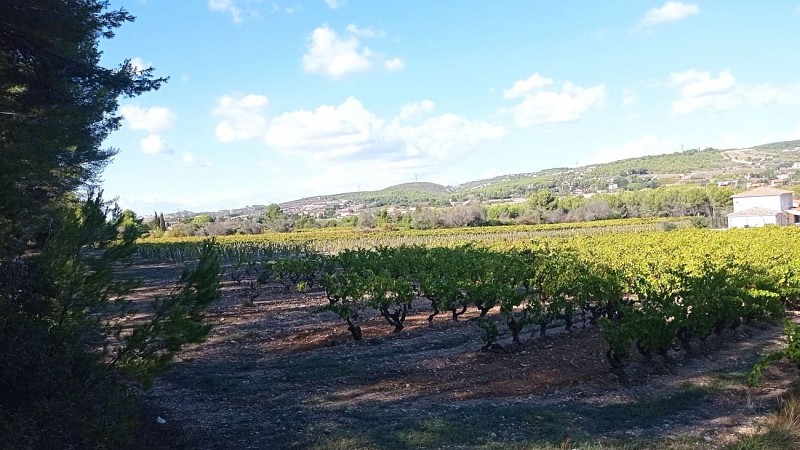 Sentier des vignerons - Boucle des cépages_Martigues