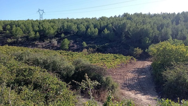 Sentier des vignerons - Boucle de la Venise Provençale_Martigues