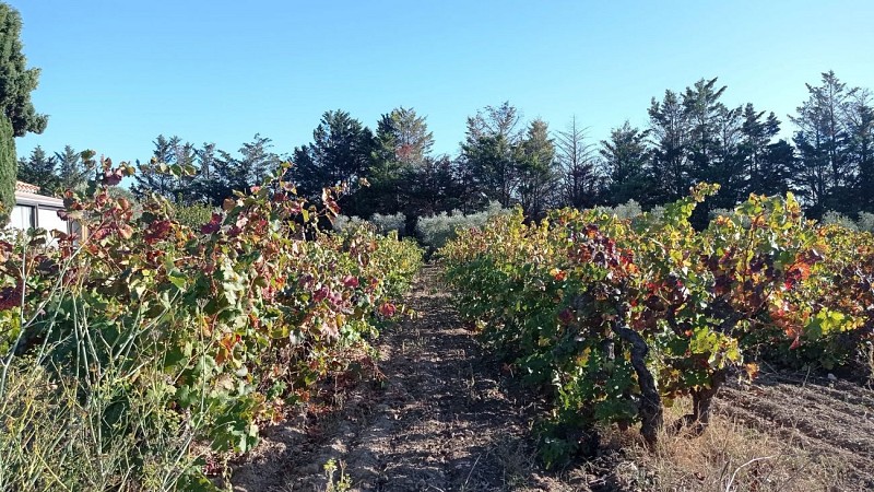 Sentier des vignerons - Boucle de la Venise Provençale_Martigues