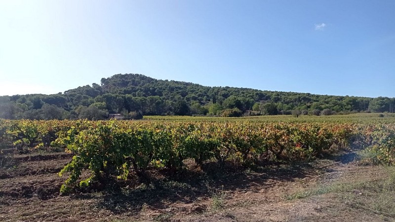 Sentier des vignerons - Boucle panoramique_Martigues