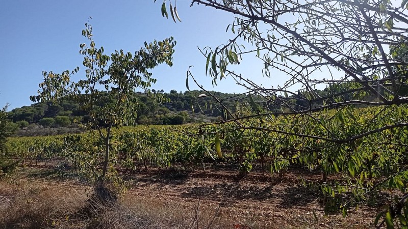 Sentier des vignerons - Boucle panoramique_Martigues