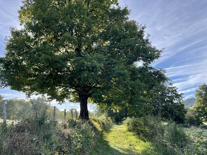 Sentier La Truche_Violay