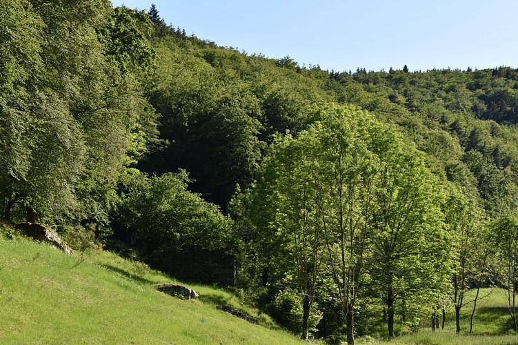 Chemin des écoliers-Clavières-Margeride-Cantal-Auvergne