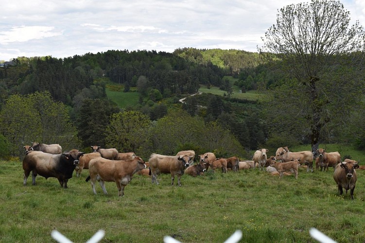 Troupeau Aubrac-Chemin écoliers La Bessaire-Margeride-Cantal-Auvergne