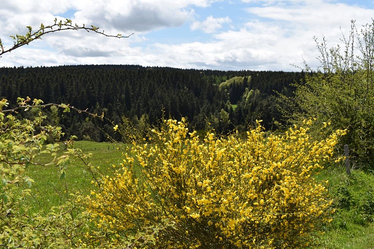 Chemin des écoliers-Soulages-Margeride-Cantal-Auvergne