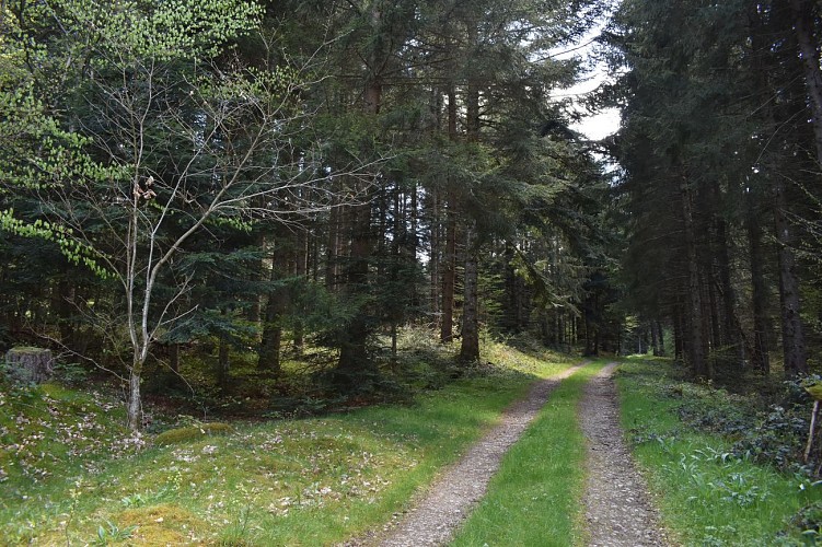 Chemin des écoliers-Soulages-Margeride-Cantal-Auvergne