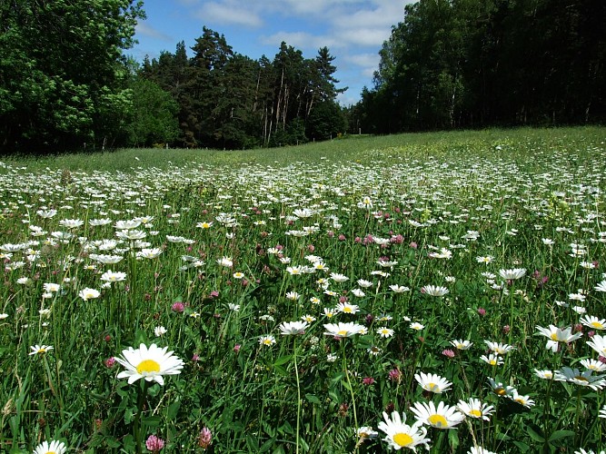 Le chemin des écoliers de Saint-Marc-Margeride-Cantal-Auvergne