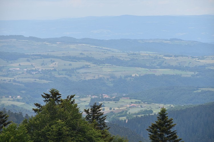 Randonnée La Forêt de la Margeride-Védrines Saint-Loup-Cantal-Auvergne